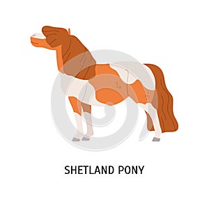 Shetland pony flat vector illustration. Small equine, pedigree hoss, thiller, undersized horse. Equestrian sport, animal