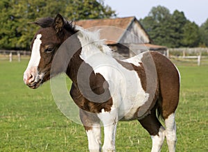 Shetland pony foal