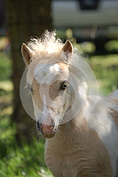 Shetland pony foal photo