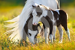 Shetland pony with foal photo