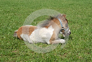 Shetland pony foal sleeping