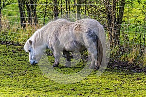 A Shetland pony grazing in a field next to Thornton Reservoir, UK