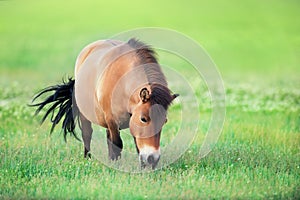 shetland Pony grazing