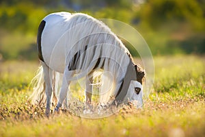 Shetland pony horse