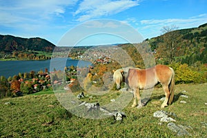 Shetland pony and lake view to schliersee health resort