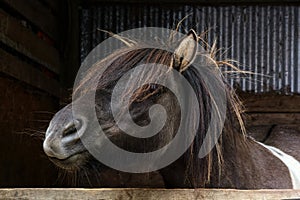 Shetland pony looking out of stable.