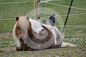 A Shetland pony lying relaxed while crows pull out itâ€™s loose hair for their nests