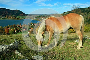 Shetland pony, schliersee health resort