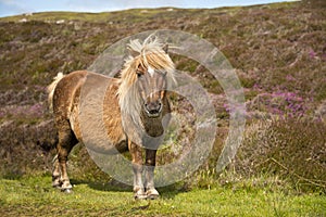 Shetland pony south Uist outer Hebrides Scotland