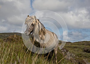 Shetland pony south Uist outer Hebrides Scotland