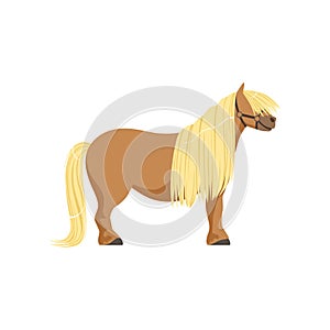 Shetland pony, thoroughbred horse vector Illustration