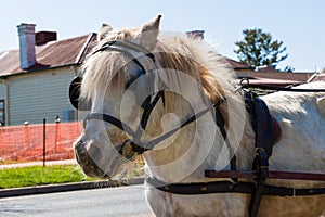 Shetland Pony Wearing a Harness