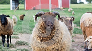 Shetland ram looking at camera among other sheep