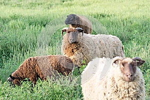 Shetland Ram Surrounded by other Shetland and Finn Sheep