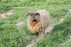 Shetland Ram Walking Along Dirt Path