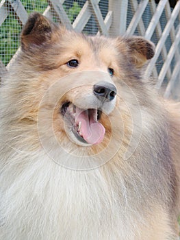 Shetland seehpdog upclose