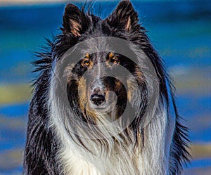 Shetland Sheep Dog