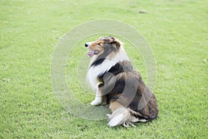 Shetland Sheepdog