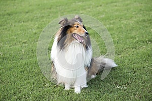 Shetland Sheepdog