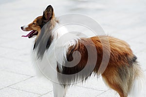 Shetland sheepdog