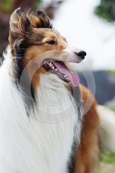 shetland sheepdog