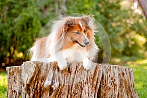 Shetland Sheepdog