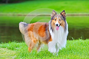 Shetland sheepdog