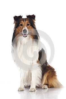 Shetland sheepdog