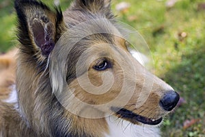 Shetland sheepdog