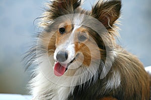 Shetland Sheepdog