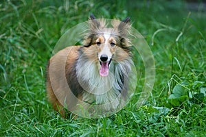 Shetland Sheepdog