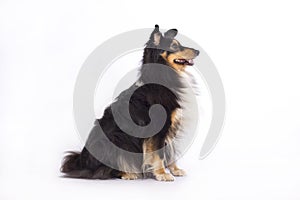 Shetland Sheepdog