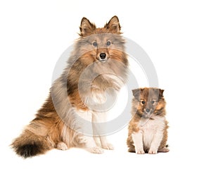 Shetland sheepdog adult and puppy dogs sitting next to each other