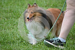 Shetland Sheepdog are also known as Shelties.