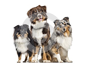 Shetland Sheepdog and Australian Shepherd, dogs in a row, white