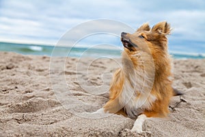 Shetland sheepdog on the beach