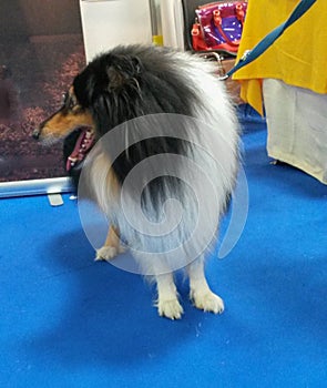 Shetland Sheepdog breed