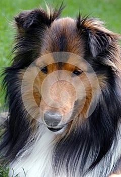 Shetland Sheepdog closeup