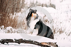 Shetland Sheepdog, Curious Sheltie, Collie Dog Rest At Snow Winter Forest. Playful Pet Outdoors. Pet Friendship Concept