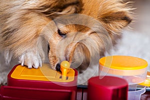 Shetland Sheepdog on a dog toy