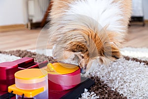 Shetland Sheepdog on a dog toy