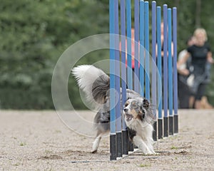 Shetland Sheepdog doing the slalom agility course