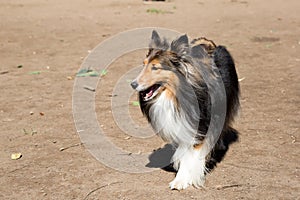 The Shetland Sheepdog is essentially a smaller version of a Rough Collie