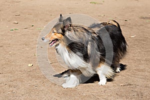 The Shetland Sheepdog is essentially a smaller version of a Rough Collie