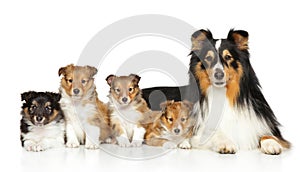 Shetland sheepdog family