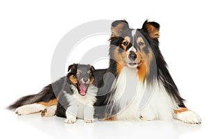 Shetland Sheepdog family