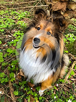 Shetland sheepdog female dark sable