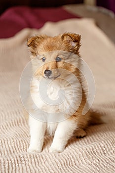 Shetland sheepdog. Fluffy sitting sheltie dog puppy