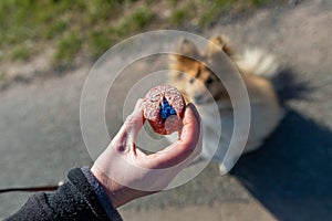 Shetland sheepdog in front of a dog bait