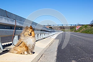Shetland sheepdog has been abandoned on the highway